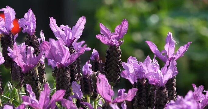 Spanish lavender or topped lavender, Lavandula stoechas.