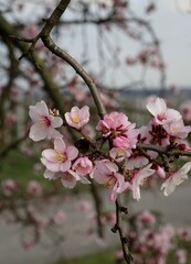 Close up of beautiful almond blossoms (Prunus dulcis), focus on the upper centre blossom, concept: spring, romance, end of winter (vertical), Gimmeldingen, RLP, Germany