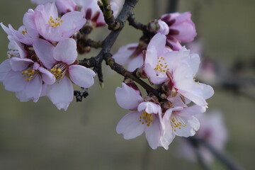 Close up of beautiful almond blossoms (Prunus dulcis), focus on the left, concept: spring, romance, end of winter (horizontal), Gimmeldingen, RLP, Germany