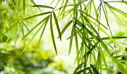 Green bamboo leaves for background