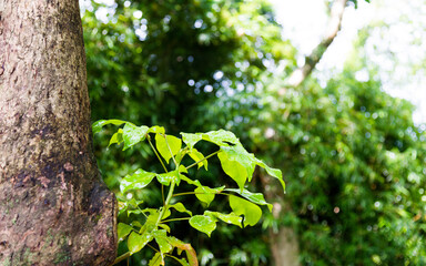 Fototapeta premium Green leaf with water drops