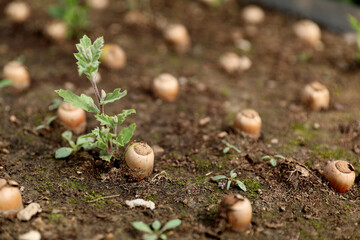 Quercus robur sprouting acorns in greenhouse