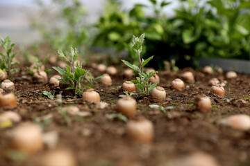 Quercus robur sprouting acorns in greenhouse