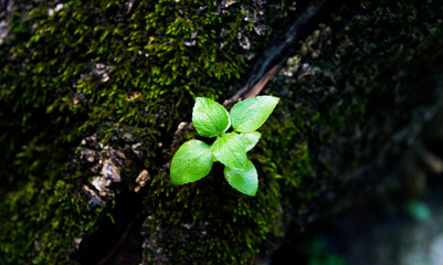 Young tree growing on side the trunk