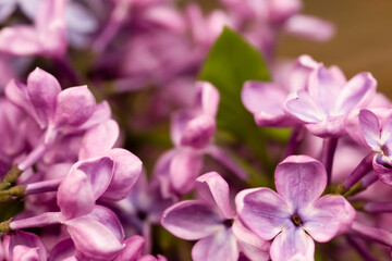 Blurred focus macro photo of a blooming purple lilac with green leaves and space for copy.