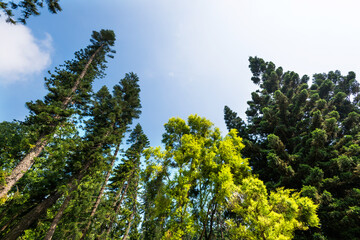 Fir trees and branches against blue sky background