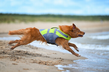 toller retriever dog in a life jacket running into water at the beach
