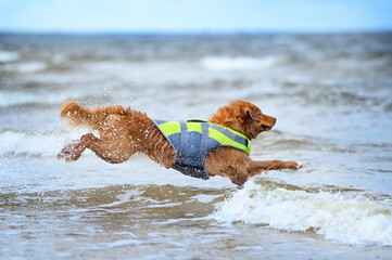 lifeguard dog in a life jacket jumping into water