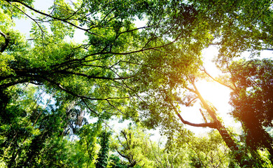 Sunlight through a green tree in the forest