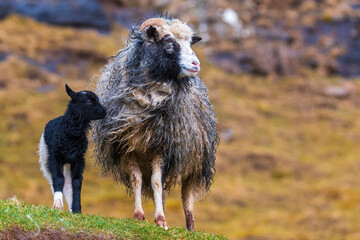 Sheep grazing in a meadow, Ljosa, Faroe Islands.