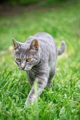 Gato pequeño gris caminando por el pasto verde en un día soleado