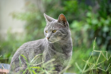 Gato peque&ntilde;o gris caminando por el pasto verde en un dia soleado