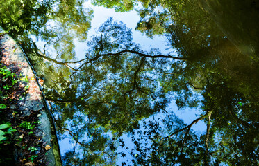 Park tree reflection in water