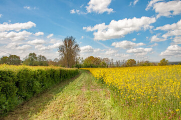 Fototapeta na wymiar Yellow canola fields in the summertime.