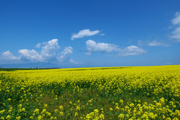 横浜町の菜の花畑。横浜、青森、日本。5月中旬。