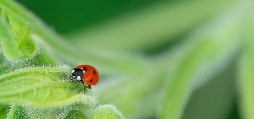 Green natural background with ladybug. Copy space