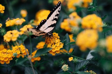 Fototapeta na wymiar Butterfly on yellow flowers
