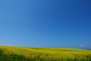 Obraz premium 横浜町の菜の花畑。横浜、青森、日本。5月中旬。