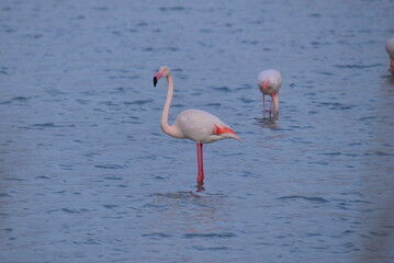 Fototapeta na wymiar Flamingo in Calpe 