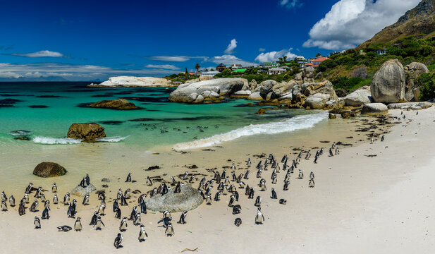 The penguin colony in Boulder's Beach near Cape Town in South Africa.