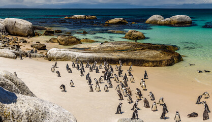 The penguin colony in Boulder's Beach near Cape Town in South Africa. - obrazy, fototapety, plakaty