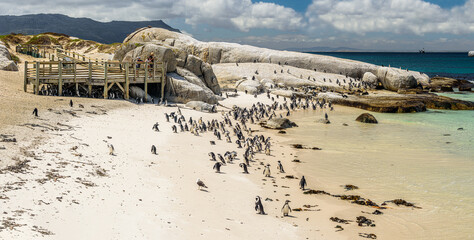 The penguin colony in Boulder's Beach near Cape Town in South Africa.
