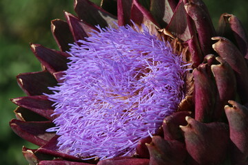 Macro artichoke flower