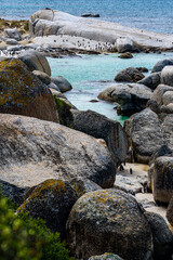 Naklejka na ściany i meble Boulders Bay with the Penguin Colony near Cape Town in South Africa.