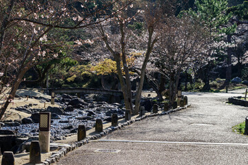Fototapeta na wymiar 京都・桜の咲く丸山公園の春の風景