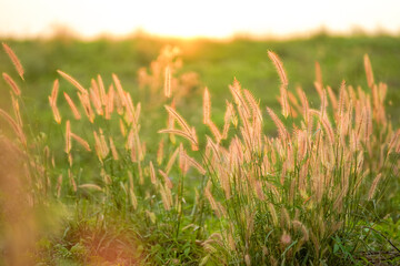 Feather Pennisetum, Mission Grass is a common roadside grass in the countryside.