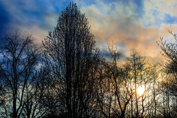 sunset in the forest