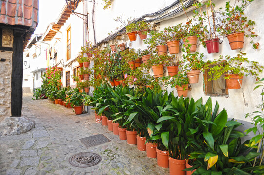 Aspidistras and geraniums flowers in the Jewish quarter of Hervas, Caceres province, Extremadura, Spain