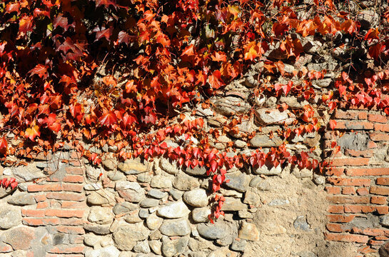 Muro r&uacute;stico de piedra cubierto de parra virgen trepadora en Herv&aacute;s, provincia de C&aacute;ceres, Extremadura, Espa&ntilde;a