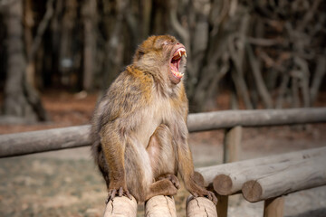japanese macaque sitting on the ground yawning