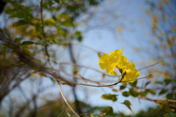 Blossom of golden trumpet tree (Handroanthus chrysotrichus) in Nam Cheong Park, Hong Kong at sunny spring day