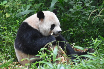 Obraz premium Panda Eating Bamboo in Chengdu, China