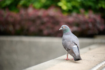 Rock Dove (Columba livia) behind railing in Victoria Park, Hong Kong