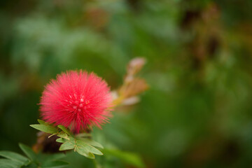 Blossom of Calliandra haematocephala in Victoria Park, Hong Kong
