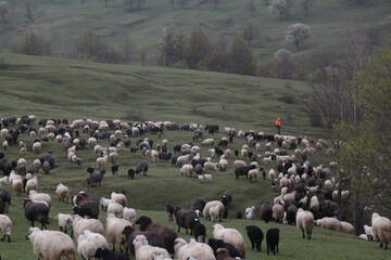  sheep grazing on the green meadows with mountains in backdrop.artvin .Turkey