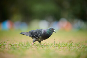 Rock Dove (Columba livia) in Victoria Park, Hong Kong