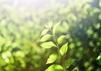 Fototapeta na wymiar Green leaves under sunlight in summer