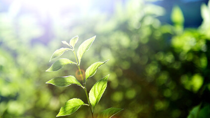 Fototapeta na wymiar Green leaves under sunlight in summer