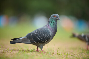 Rock Dove (Columba livia) behind railing in Victoria Park, Hong Kong