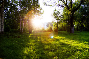 Green lawn with trees in park under sunny light