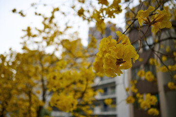 Blossom of golden trumpet tree (Handroanthus chrysotrichus) in Sheung Wan, Hong Kong at sunny spring day