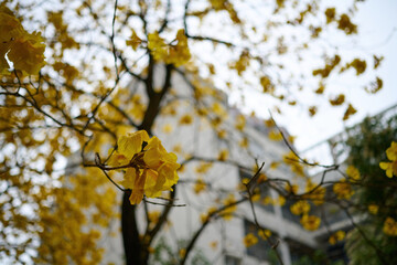 Blossom of golden trumpet tree (Handroanthus chrysotrichus) in Sheung Wan, Hong Kong at sunny spring day