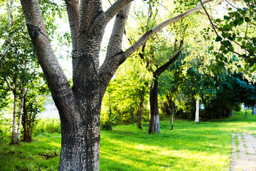 Fototapeta na wymiar Sunny day park with green grass and trees