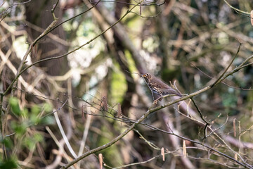Thrush collecting nesting material