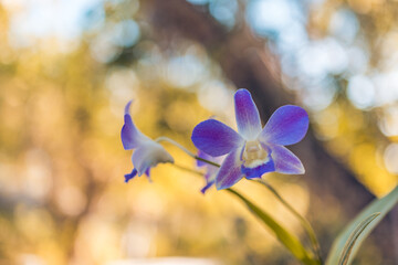 Sunset garden with purple orchid flowers and blurred bokeh forest nature. Abstract natural closeup,...