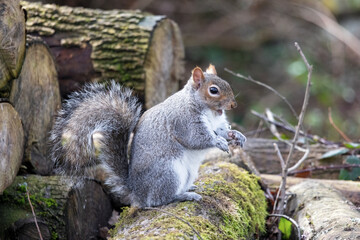 Grey Squirrel eating seed off a dead tree